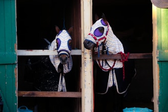 Two horses wearing matching plaid fly masks and blankets are standing in a stall with a wooden divider. The masks are designed with purple mesh eye covers, and the blankets are secured with red and blue straps. The stall is framed by green painted wooden doors, and some items like a blue and a red bucket can be seen at the bottom.