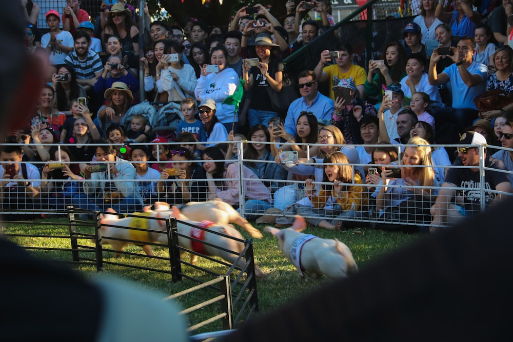 a group of people watching pigs in a pen