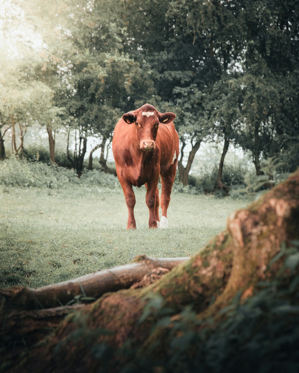 a large brown cow standing on top of a grass covered field