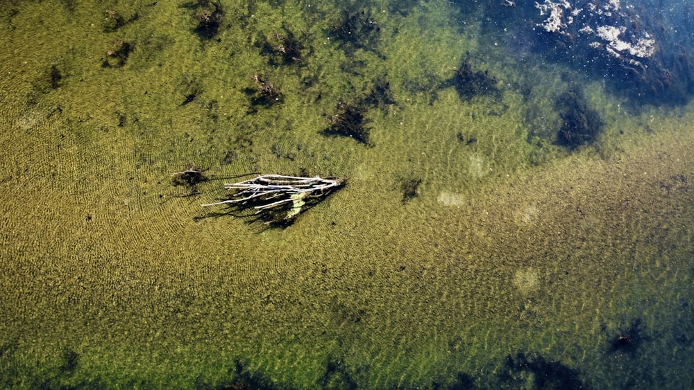 an aerial view of a swampy area with green algae