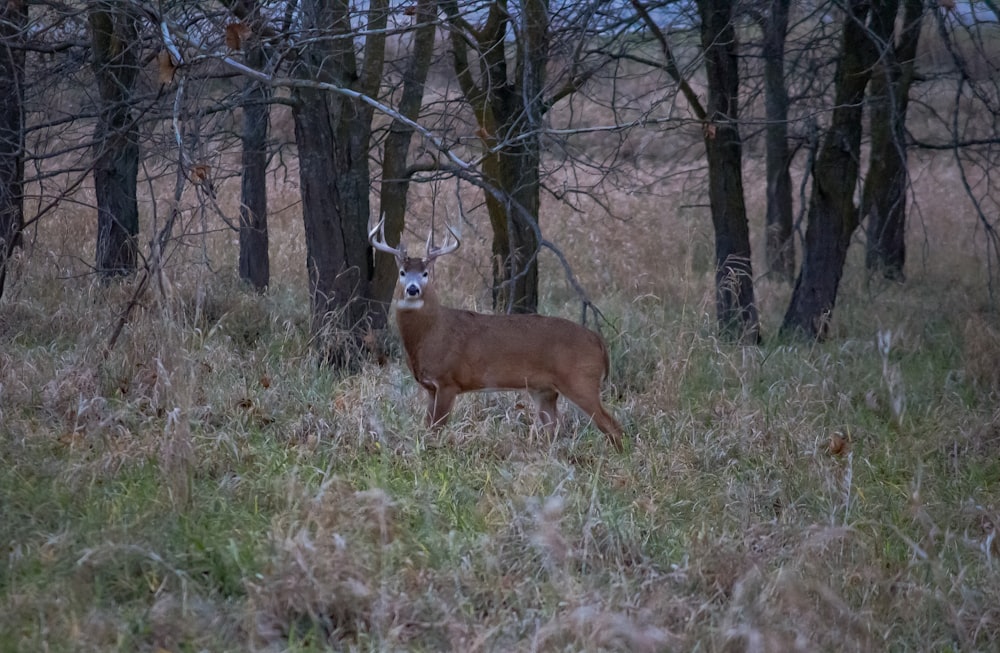 a deer standing in a field