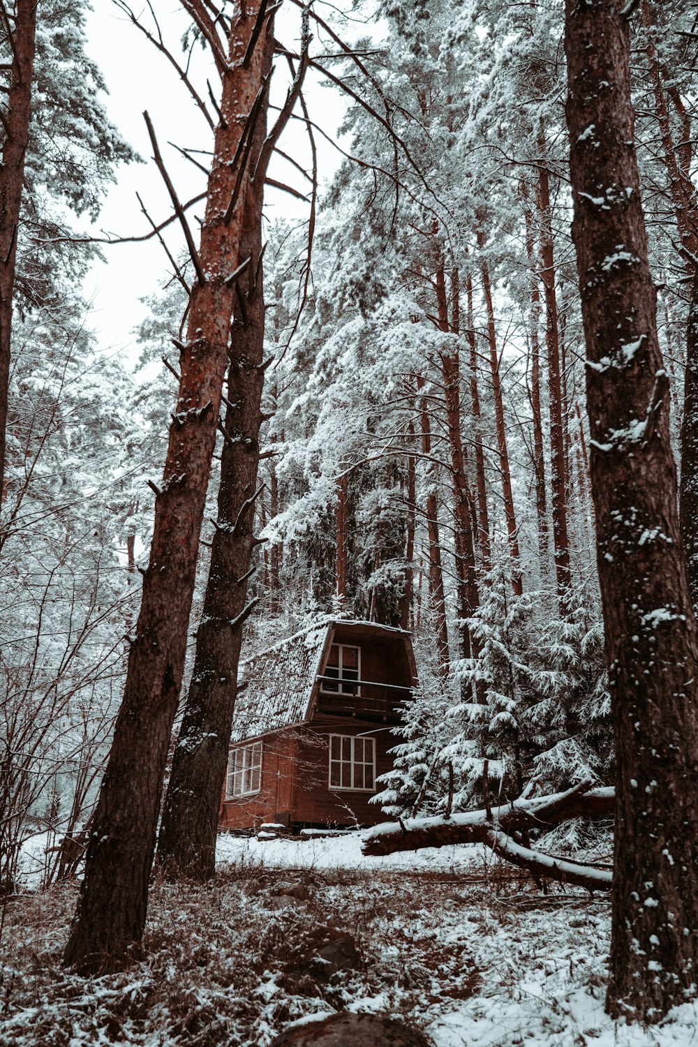 a cabin in the middle of a snowy forest