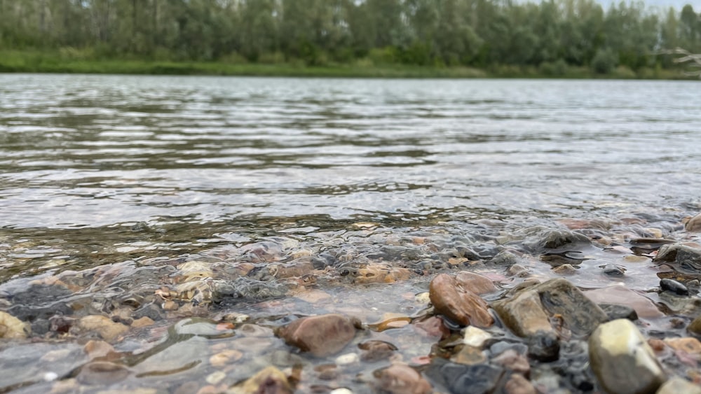 a body of water surrounded by rocks and trees