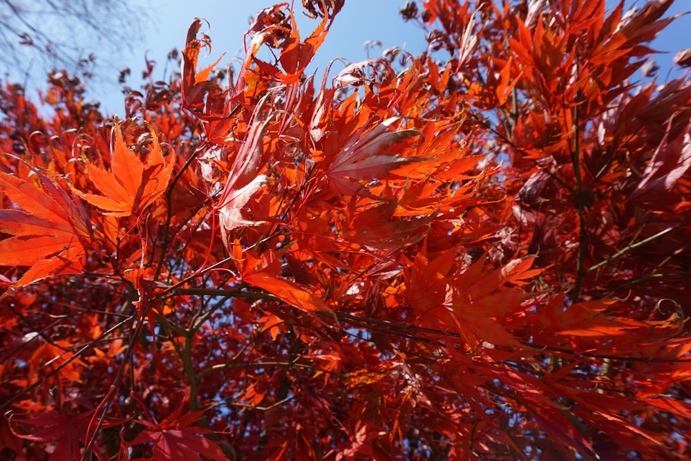 a tree with red leaves and a blue sky in the background