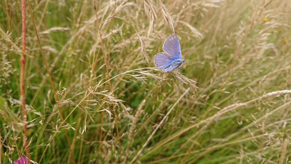 a blue butterfly flying over a lush green field