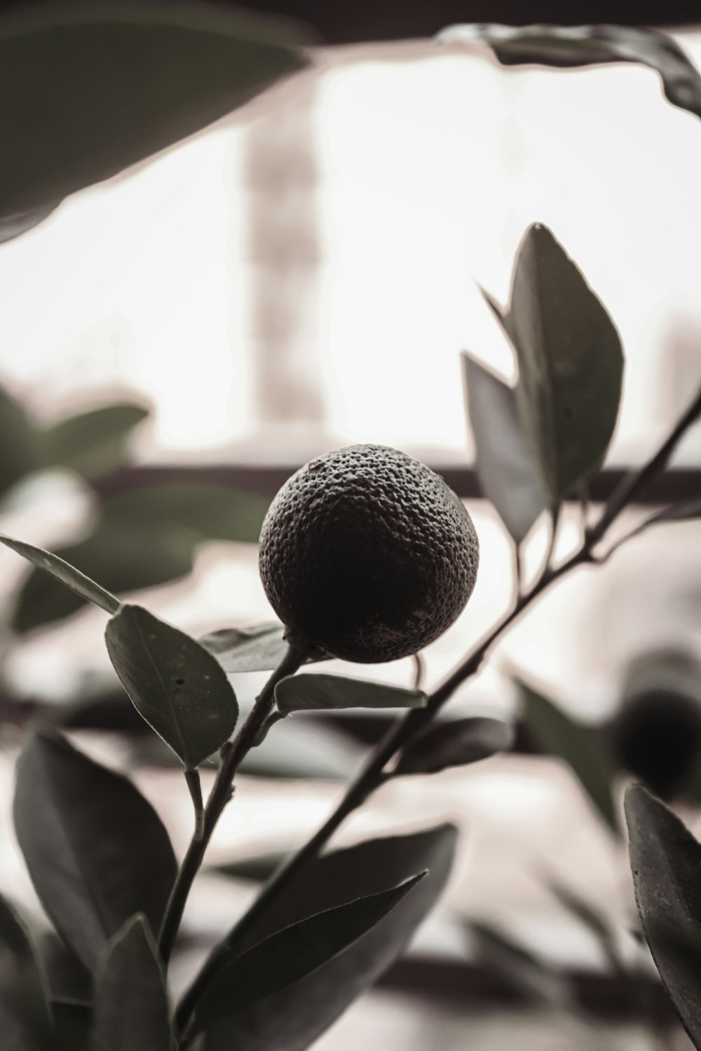 a close up of a plant with leaves