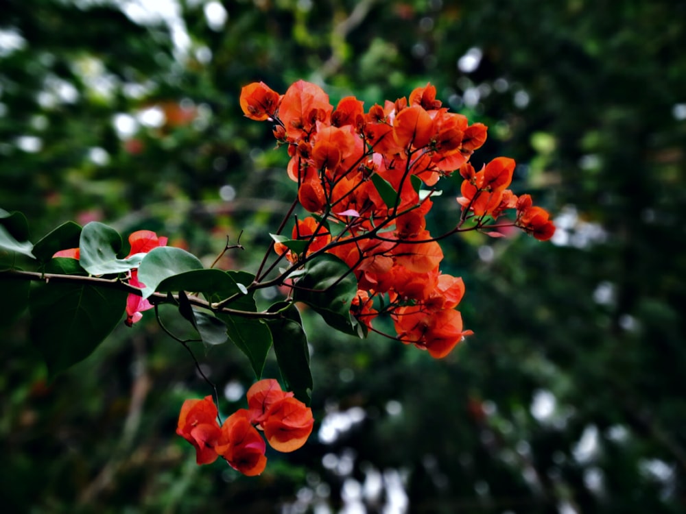 a bunch of red flowers that are on a branch