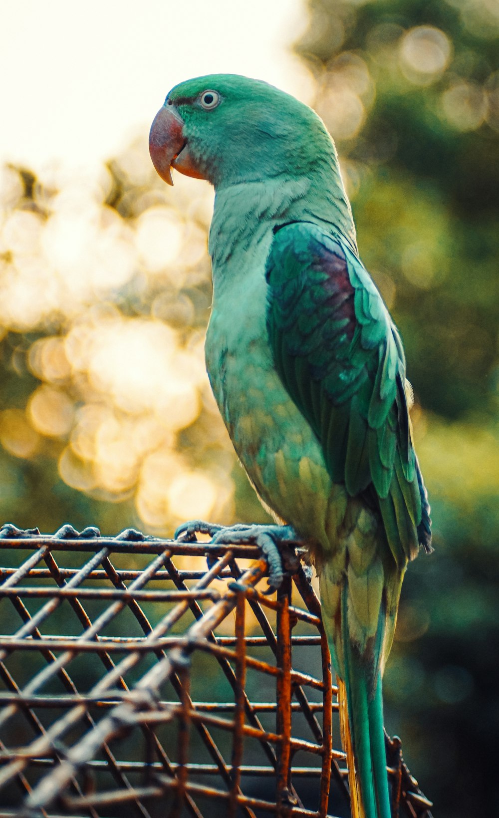 a green parrot sitting on top of a cage