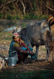 a woman is milking a cow in a field