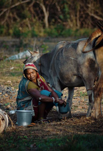 a woman is milking a cow in a field