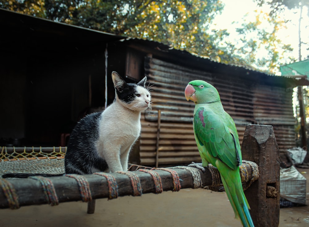 a cat sitting on a bench next to a parrot
