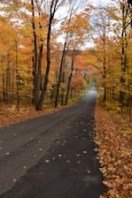 an empty road surrounded by trees in the fall