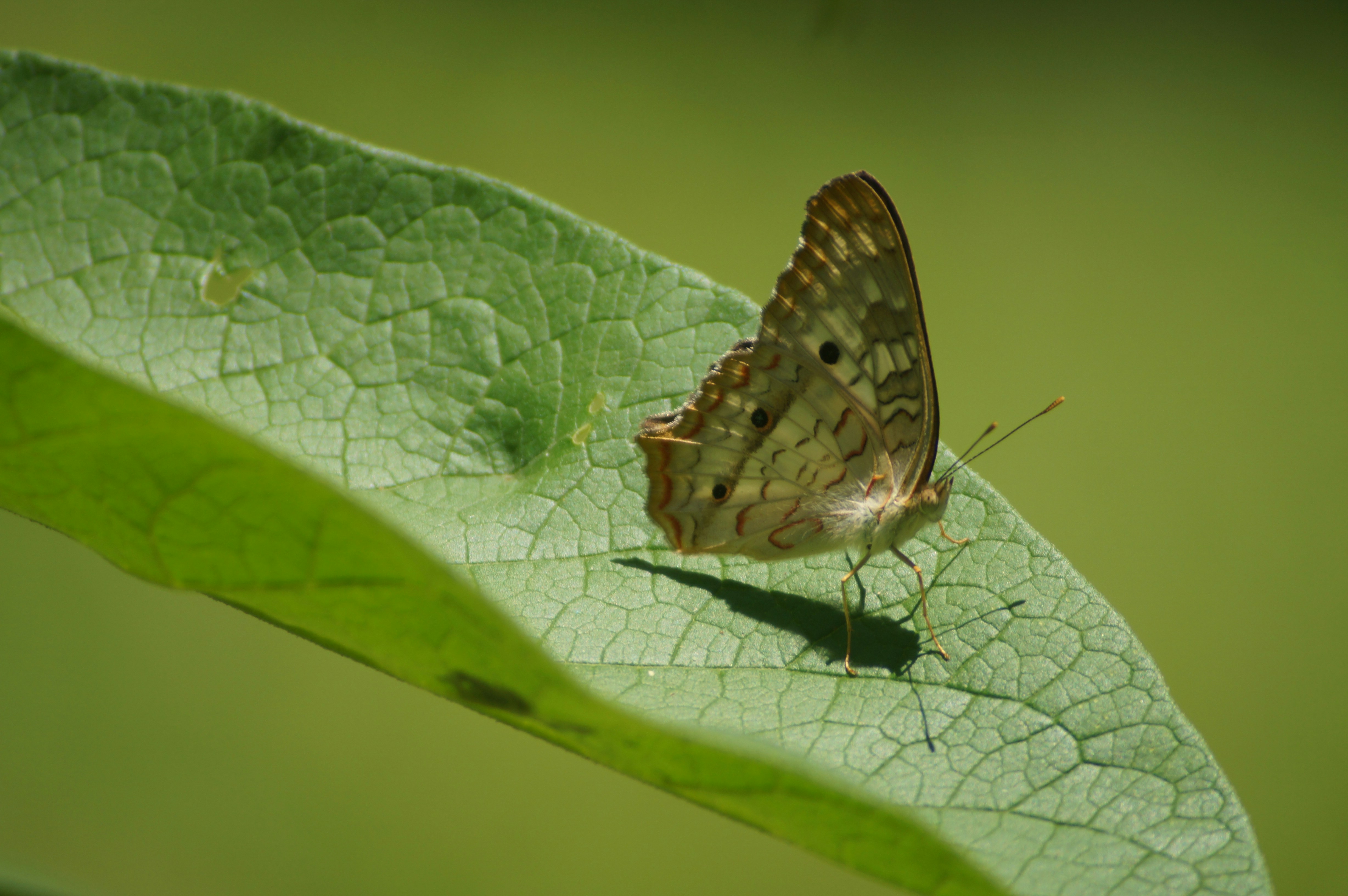 a brown and white butterfly sitting on a green leaf