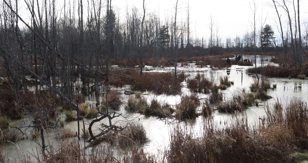 a swamp filled with lots of water surrounded by trees