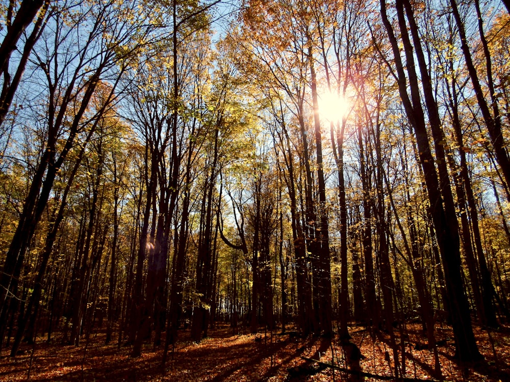 Die Sonne scheint durch die Bäume im Wald