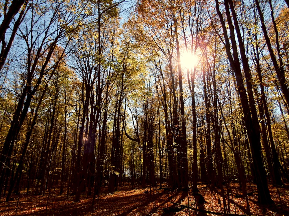 the sun is shining through the trees in the woods