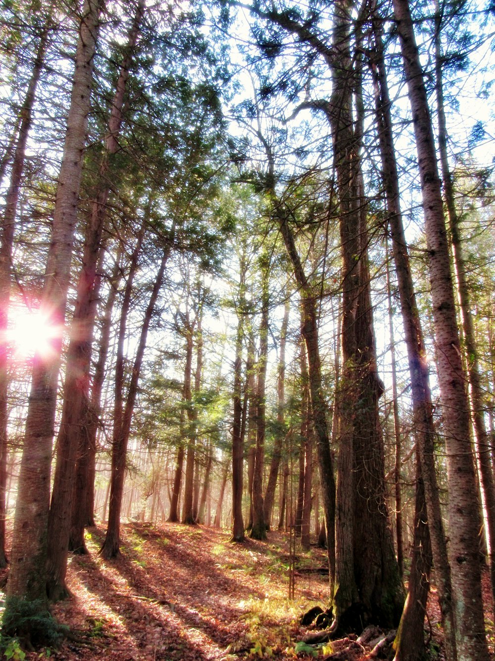 the sun is shining through the trees in the woods