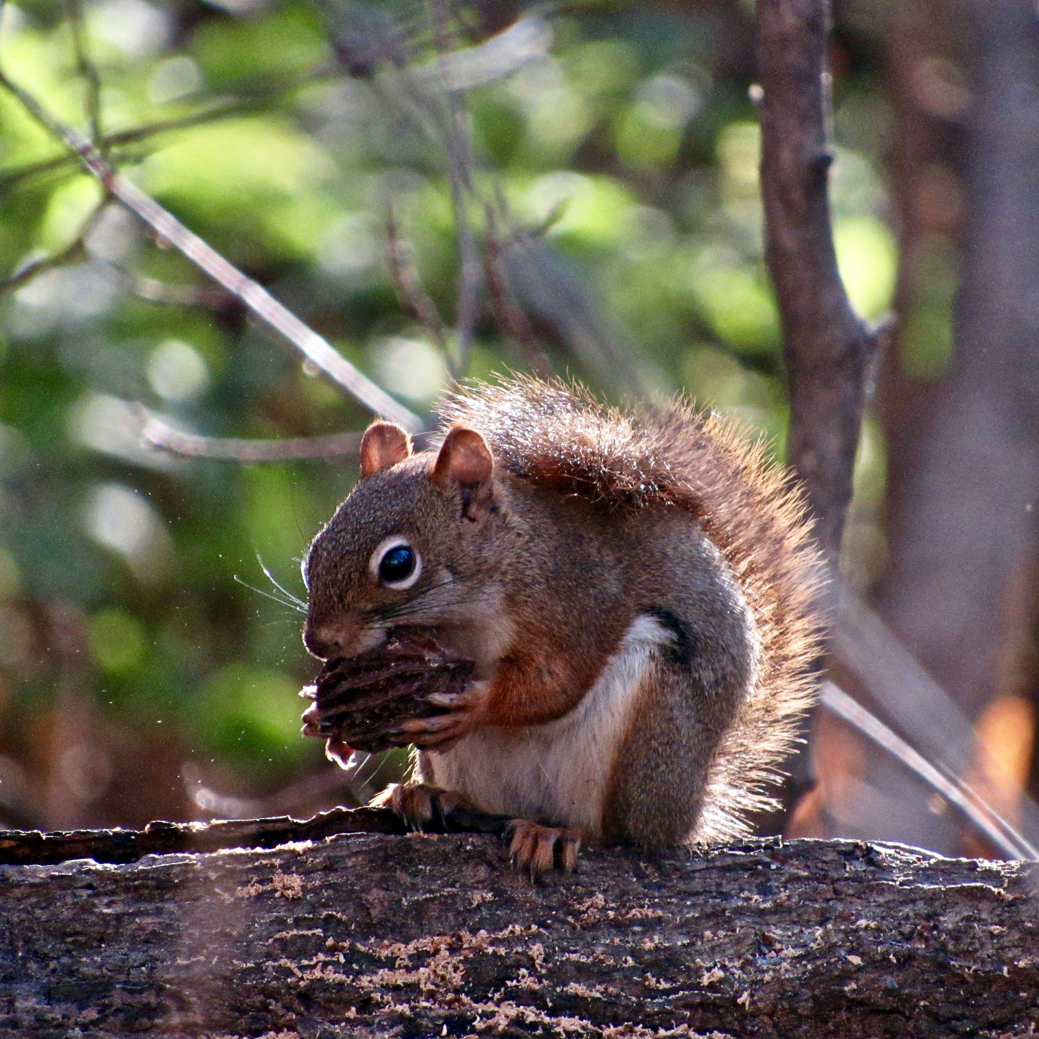 Photo by phantom_photo