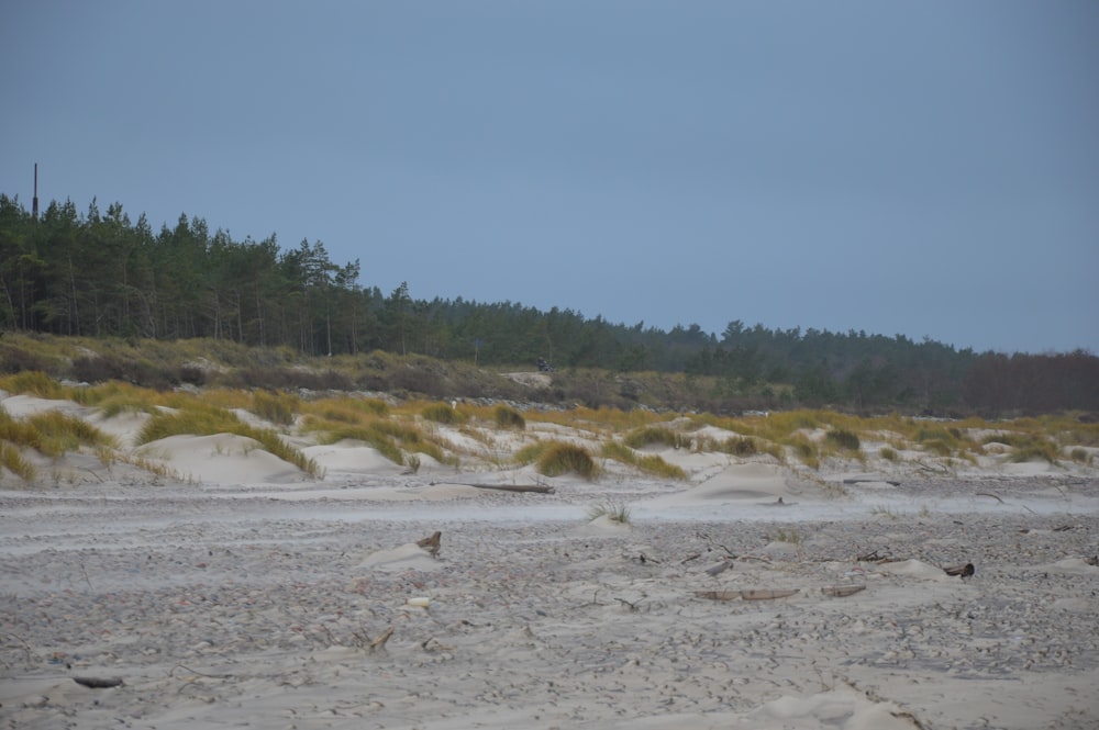 a sandy beach with trees in the background