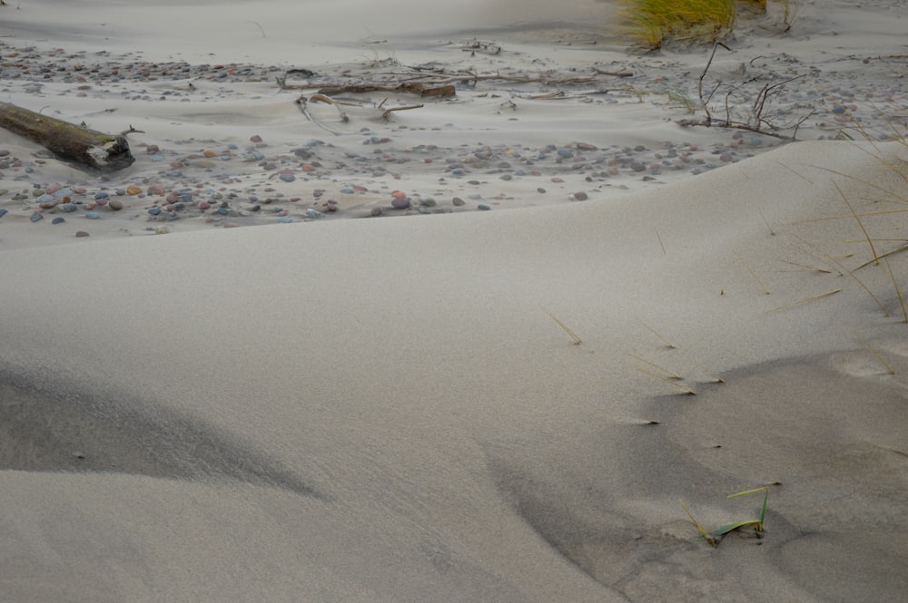 a sandy area with grass and rocks in the sand