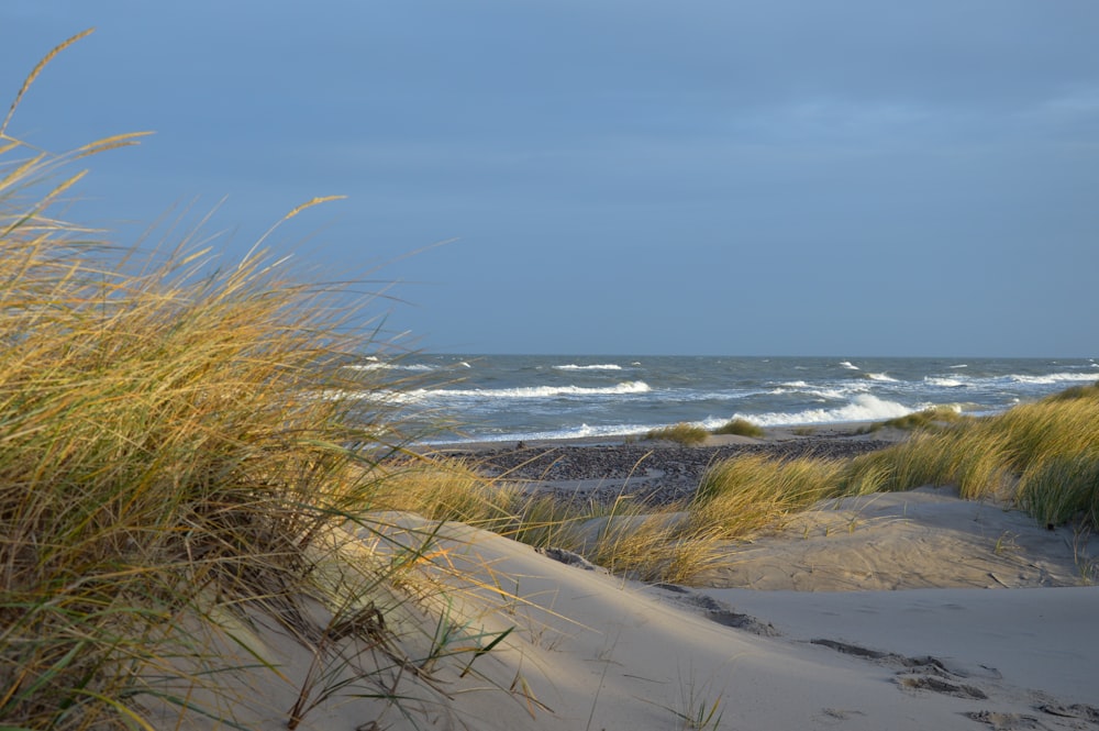 a sandy beach with grass and waves in the background