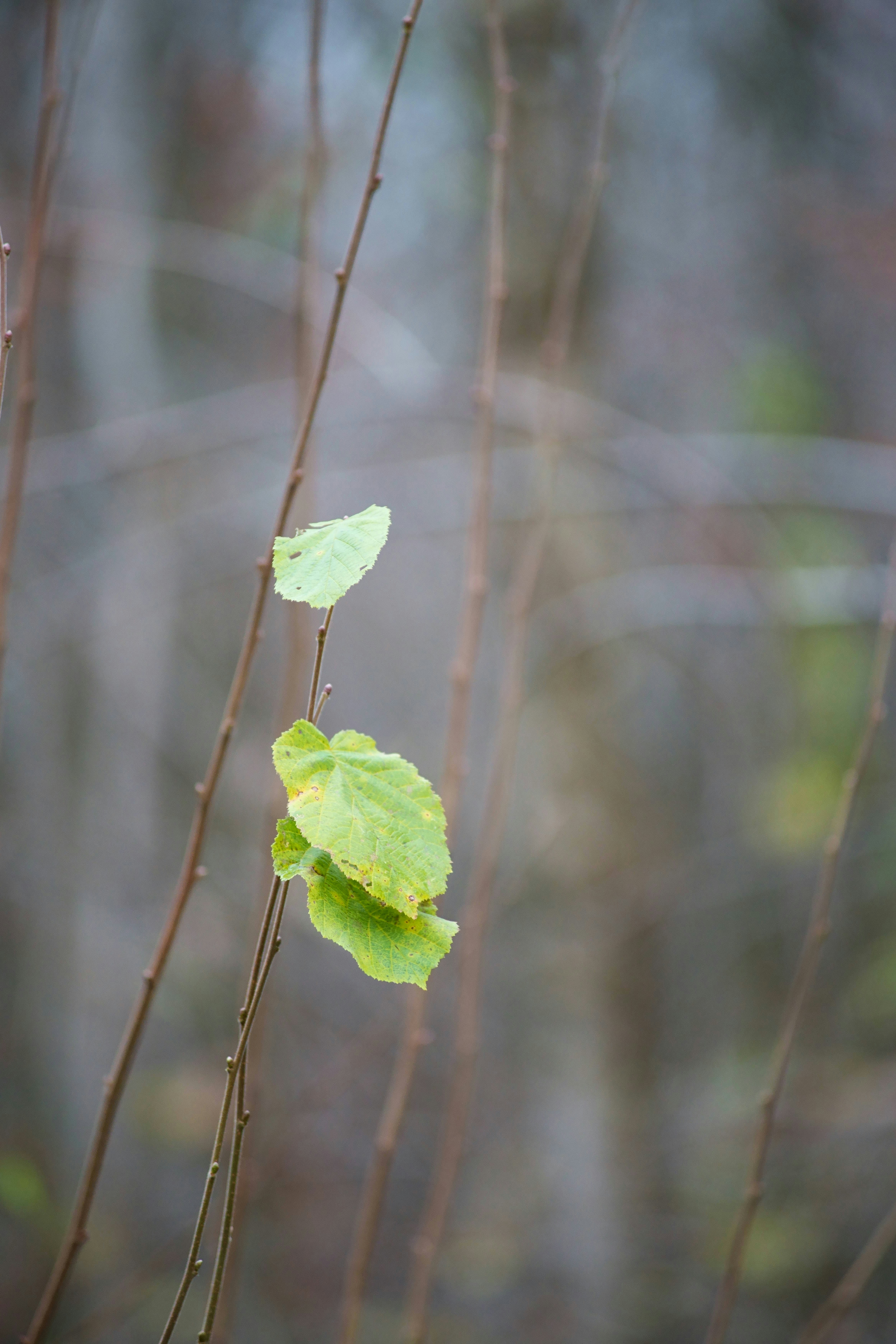 Photo by wolfgang_hasselmann