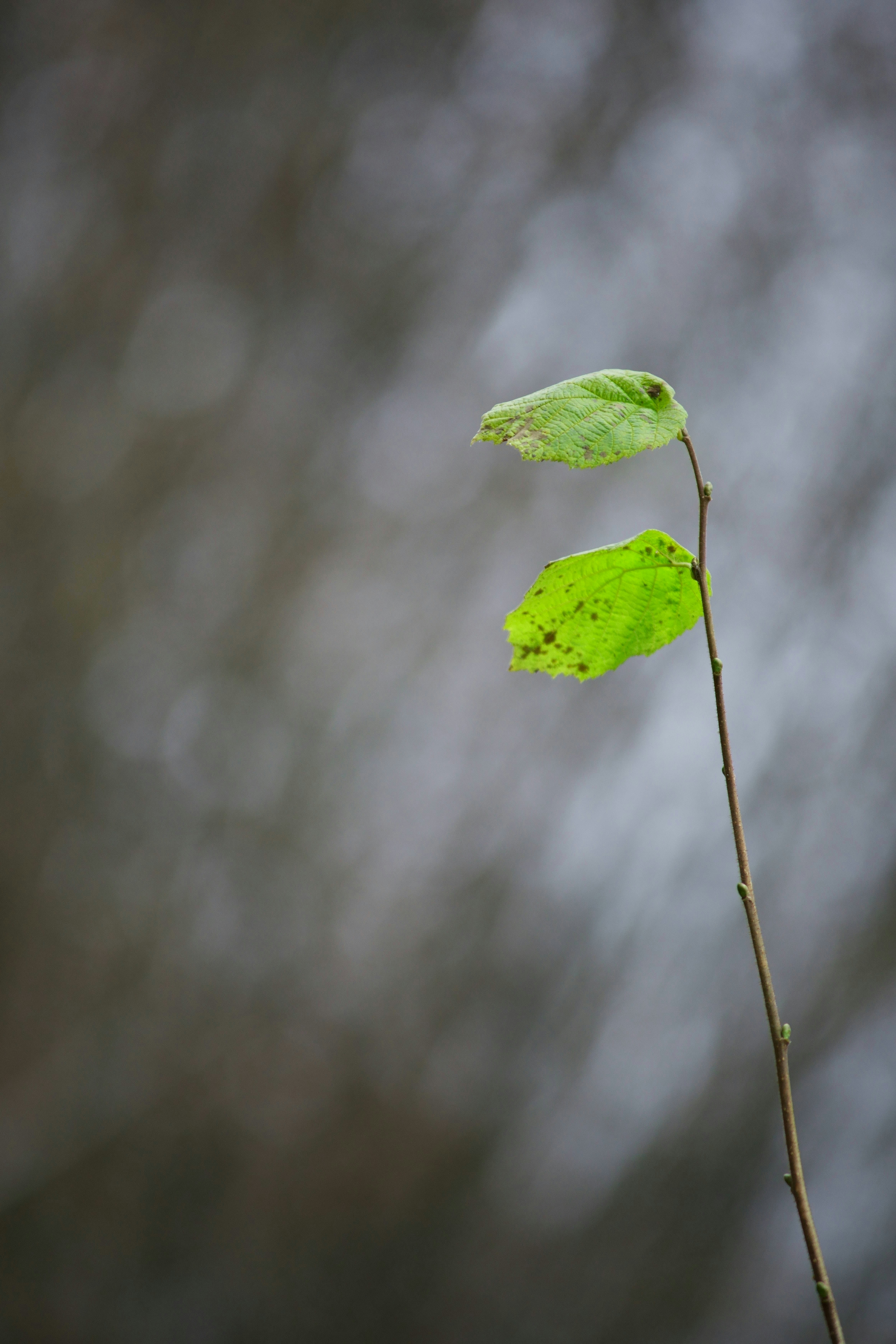 a single green leaf sitting on top of a tree branch