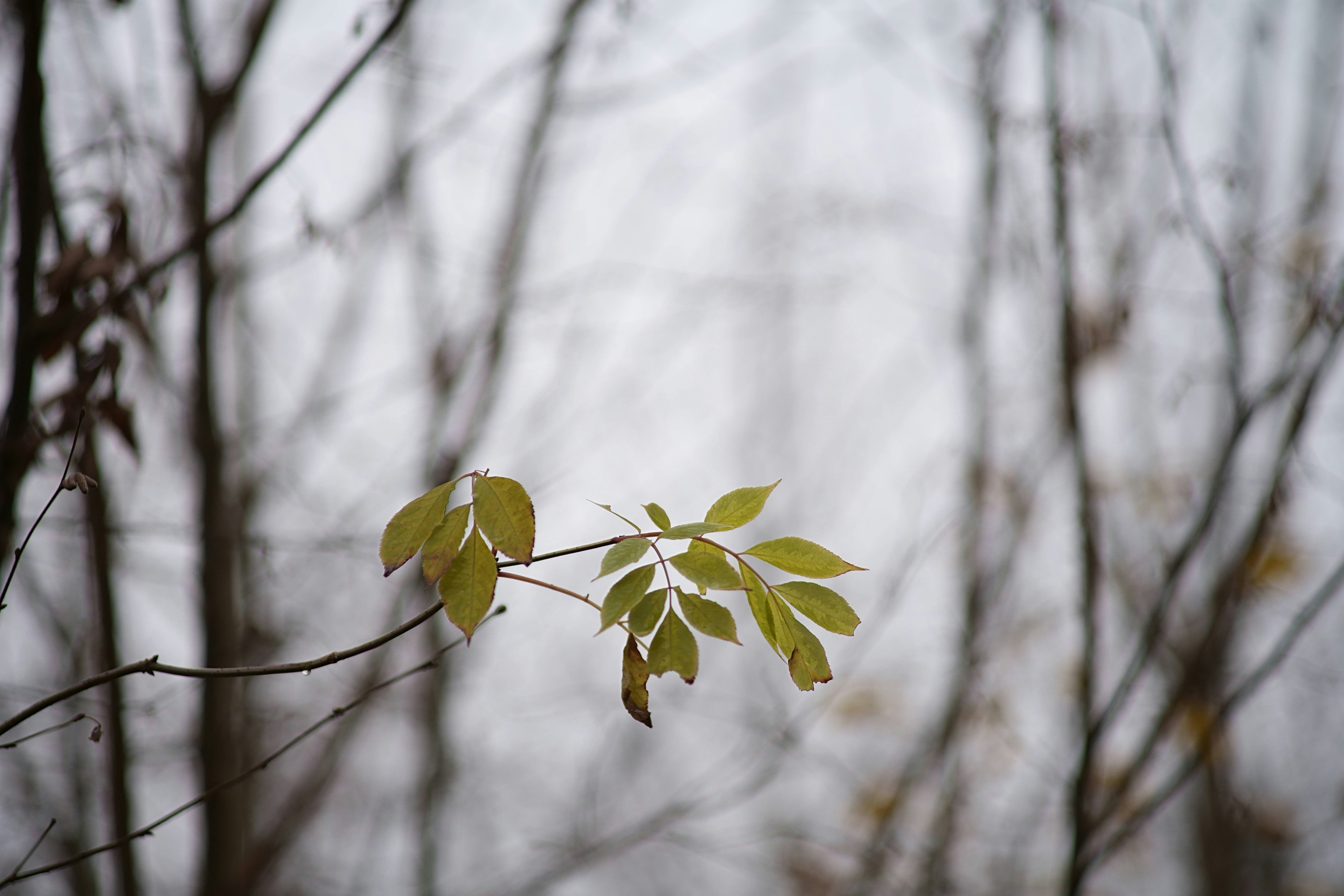 Photo by wolfgang_hasselmann