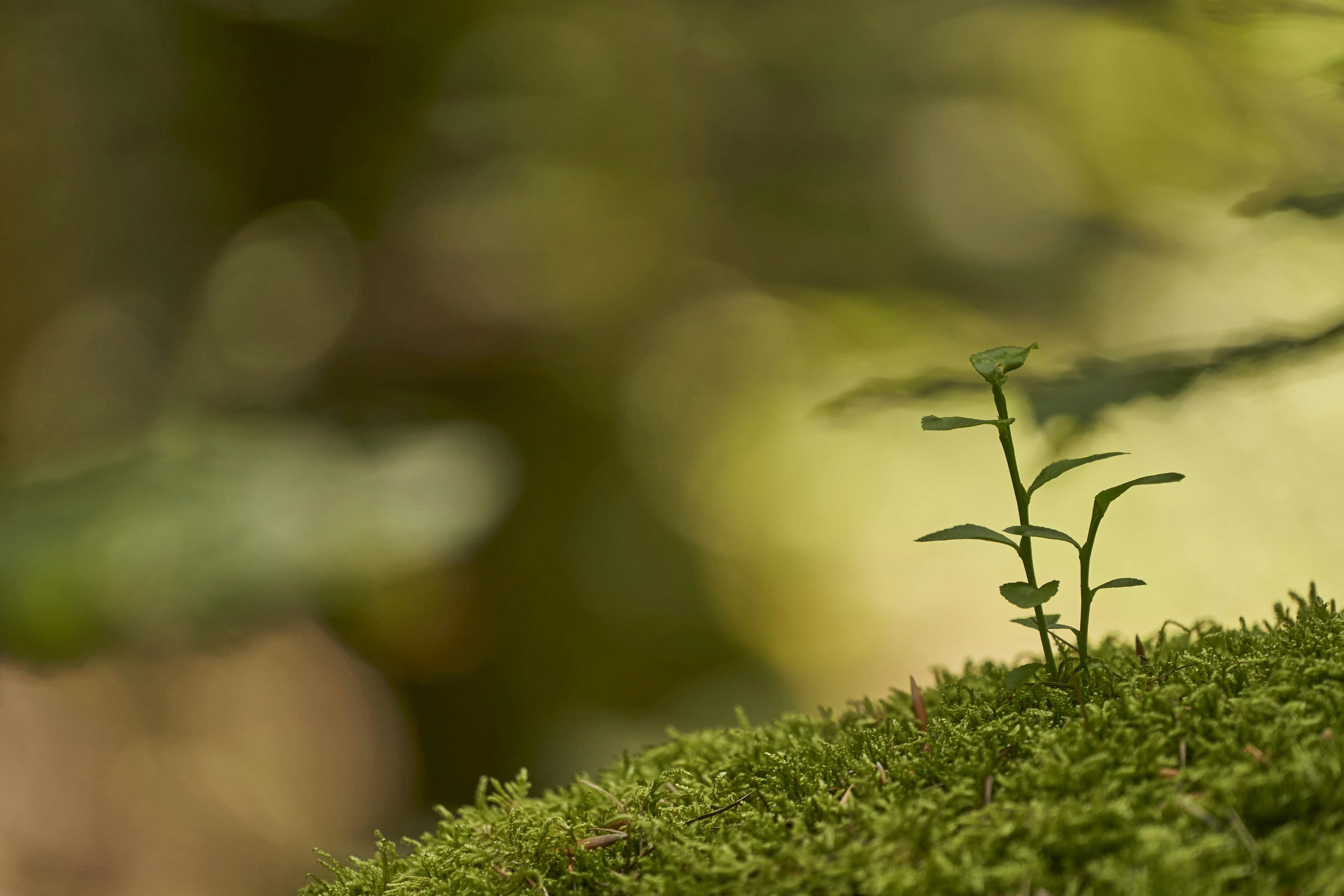 Photo by wolfgang_hasselmann