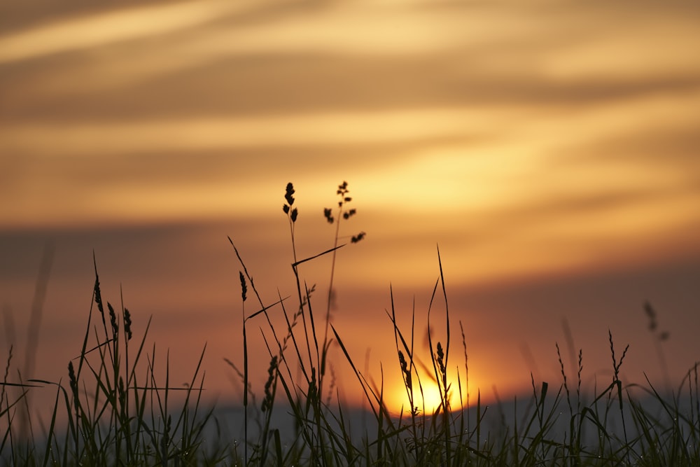 the sun is setting over a field of tall grass