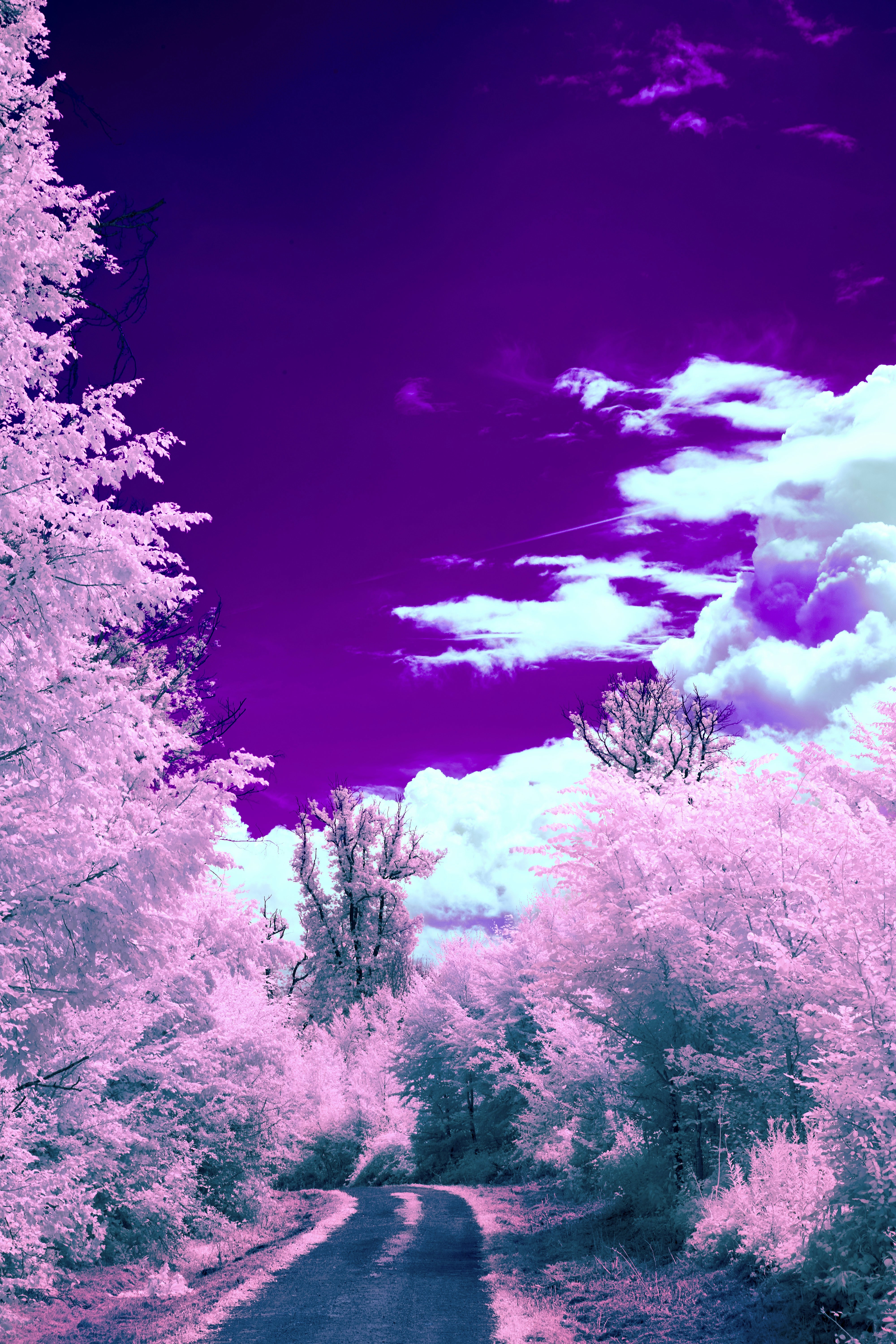 a road surrounded by trees with a purple sky in the background