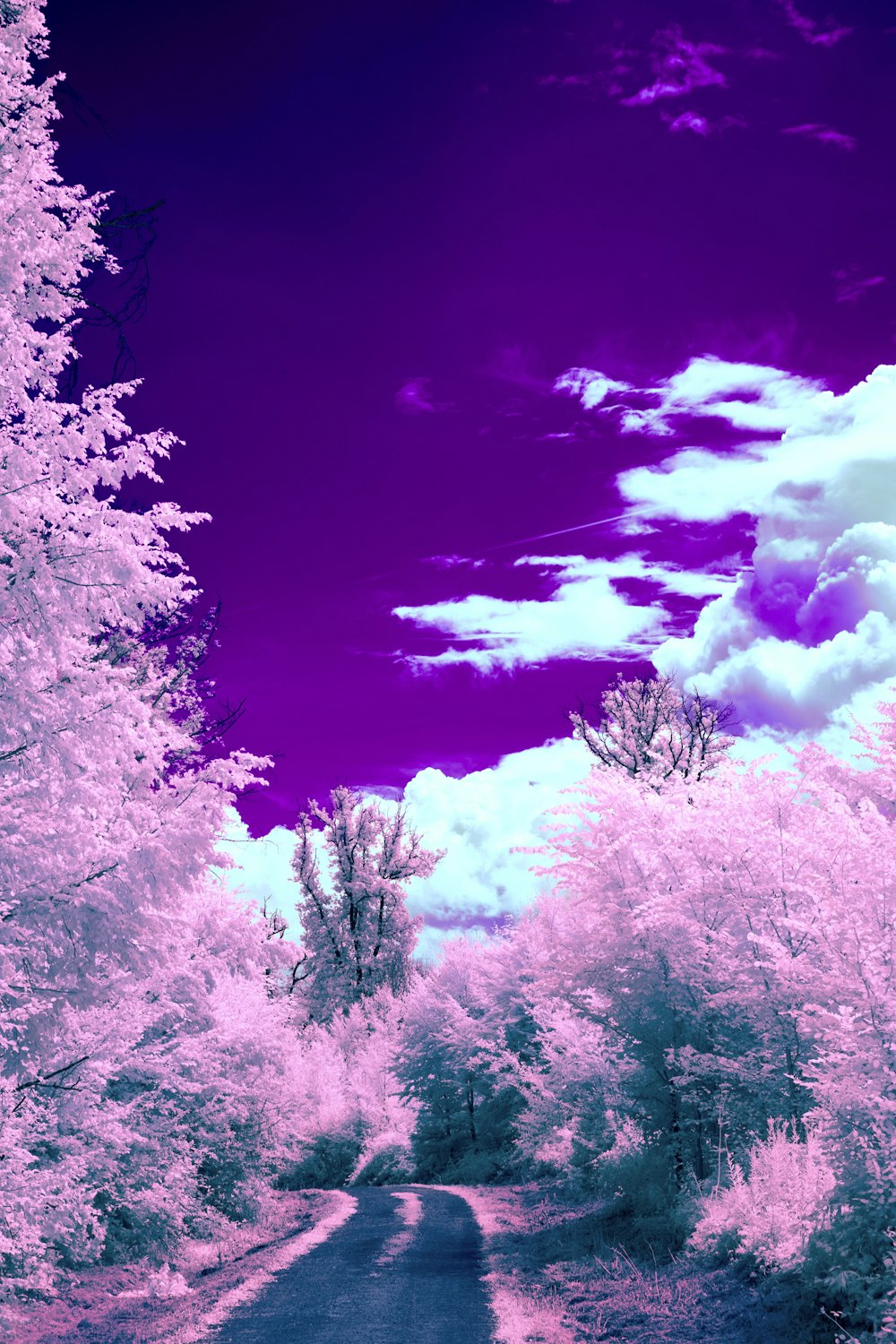 a road surrounded by trees with a purple sky in the background