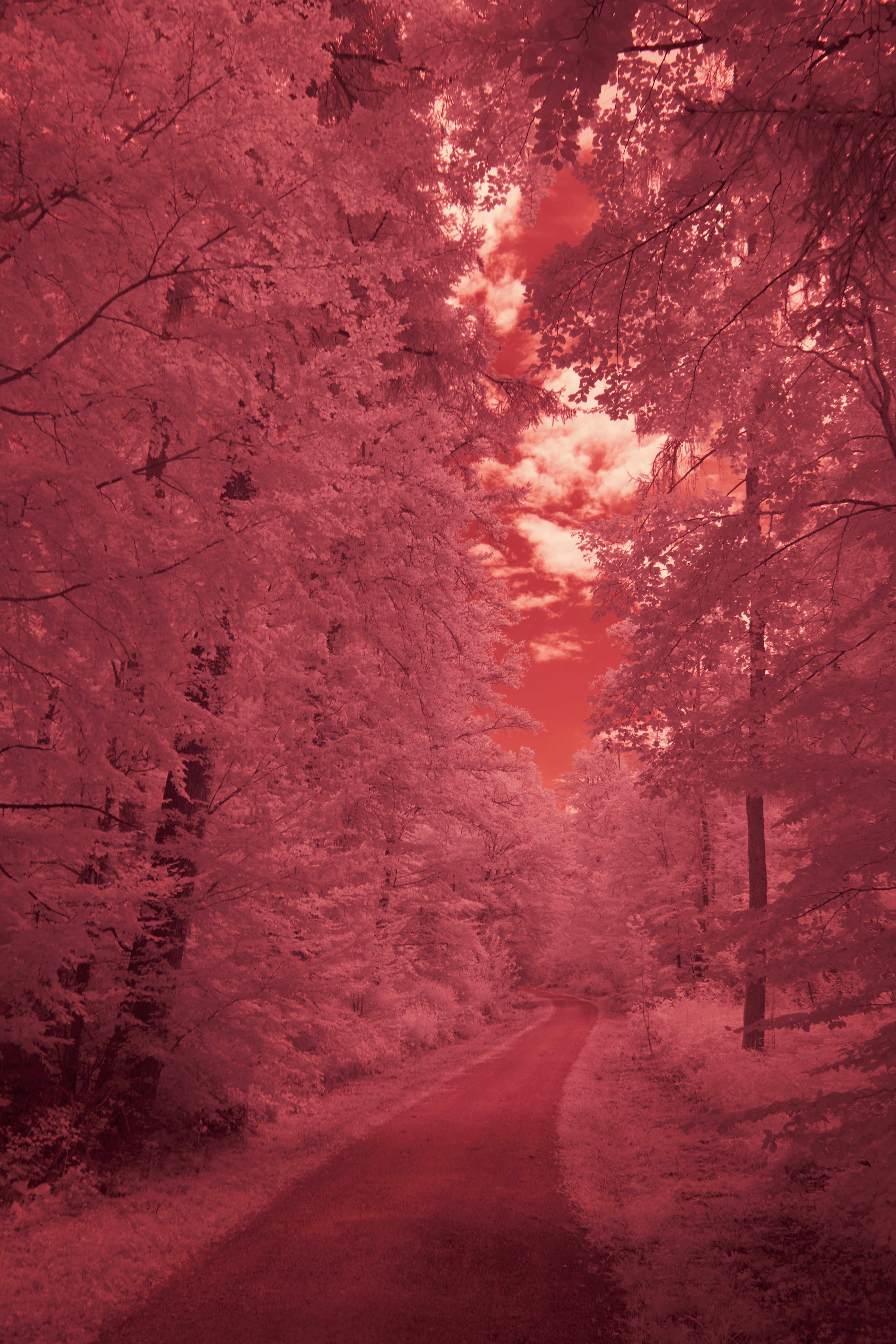 Photo by wolfgang_hasselmann