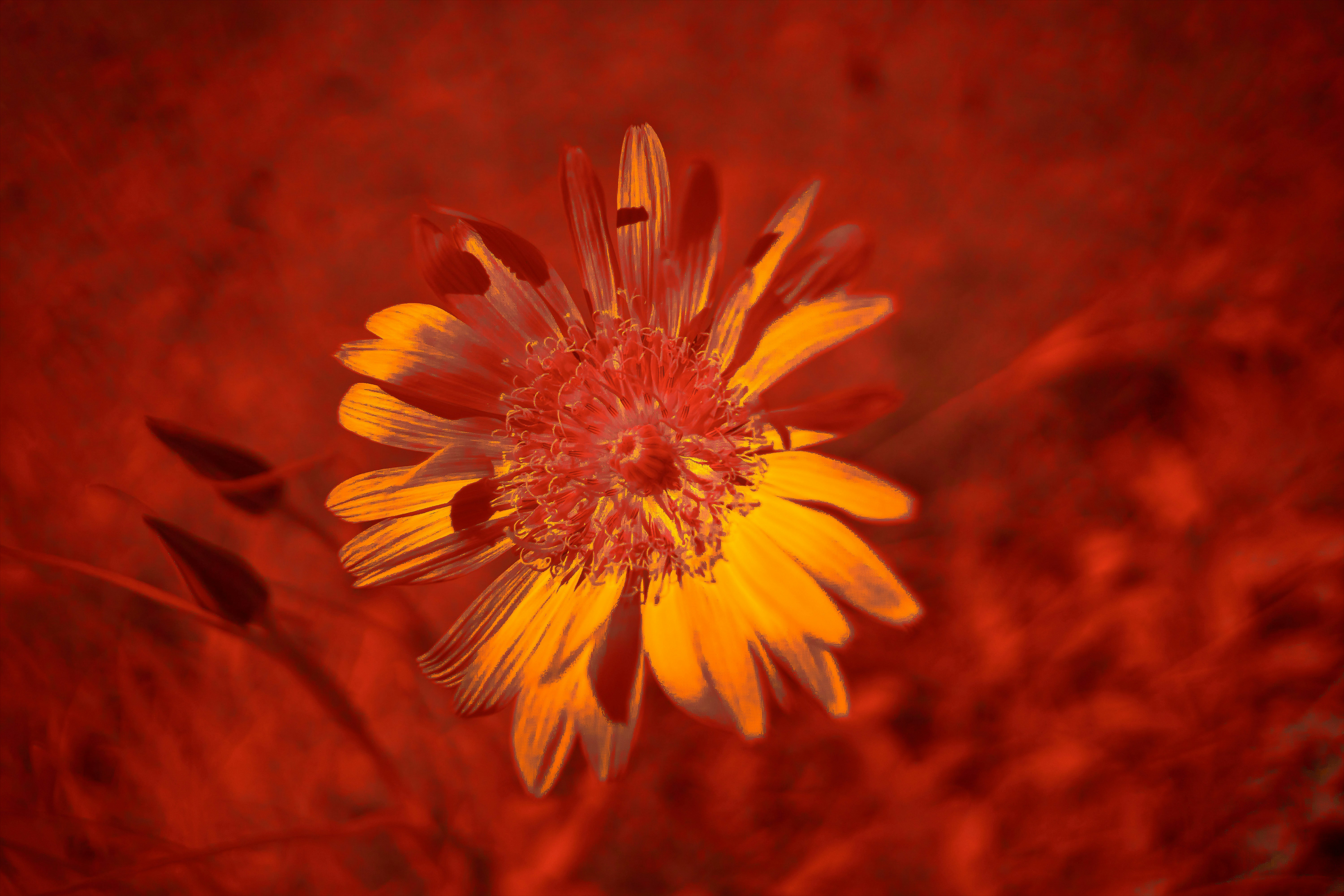 Photo by wolfgang_hasselmann