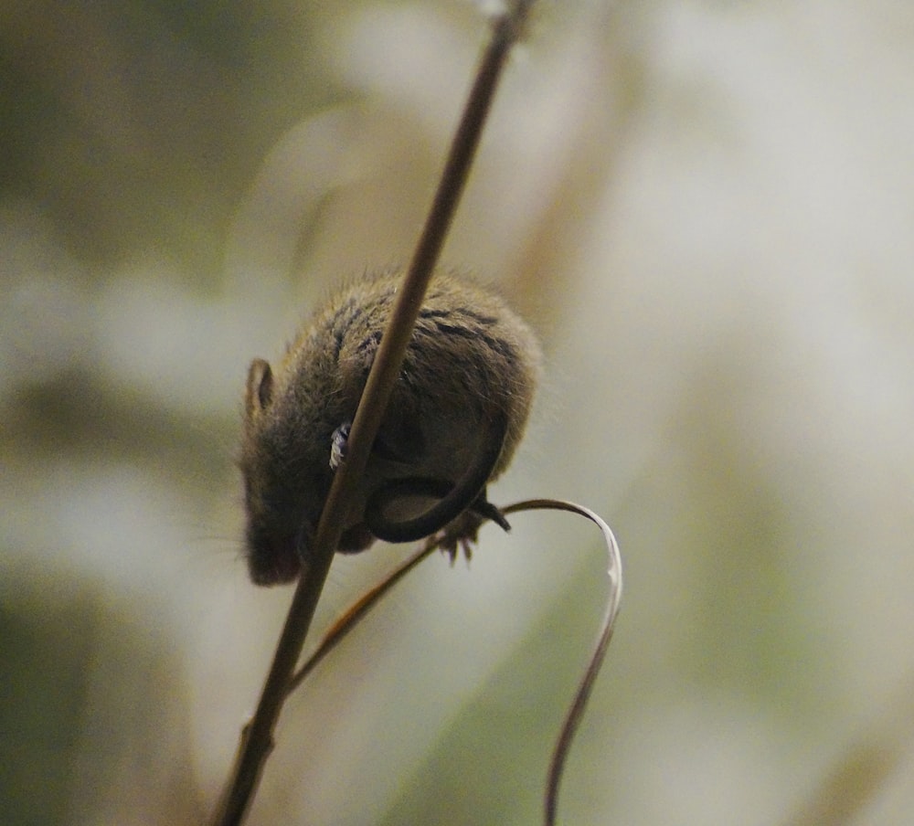 um close up de um pequeno animal em um galho