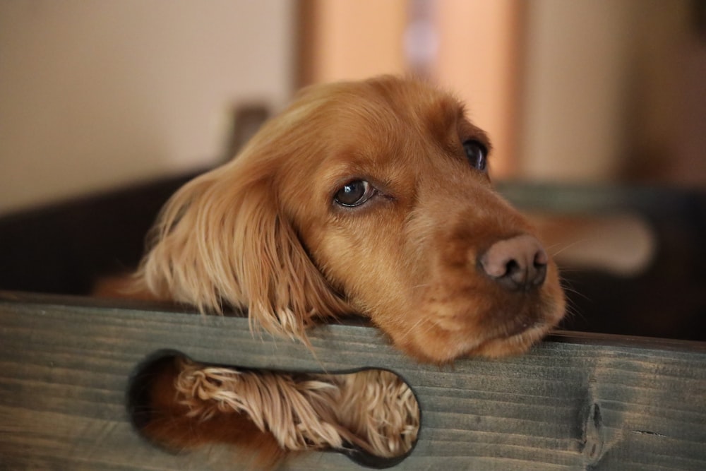 a close up of a dog with its head on a piece of wood