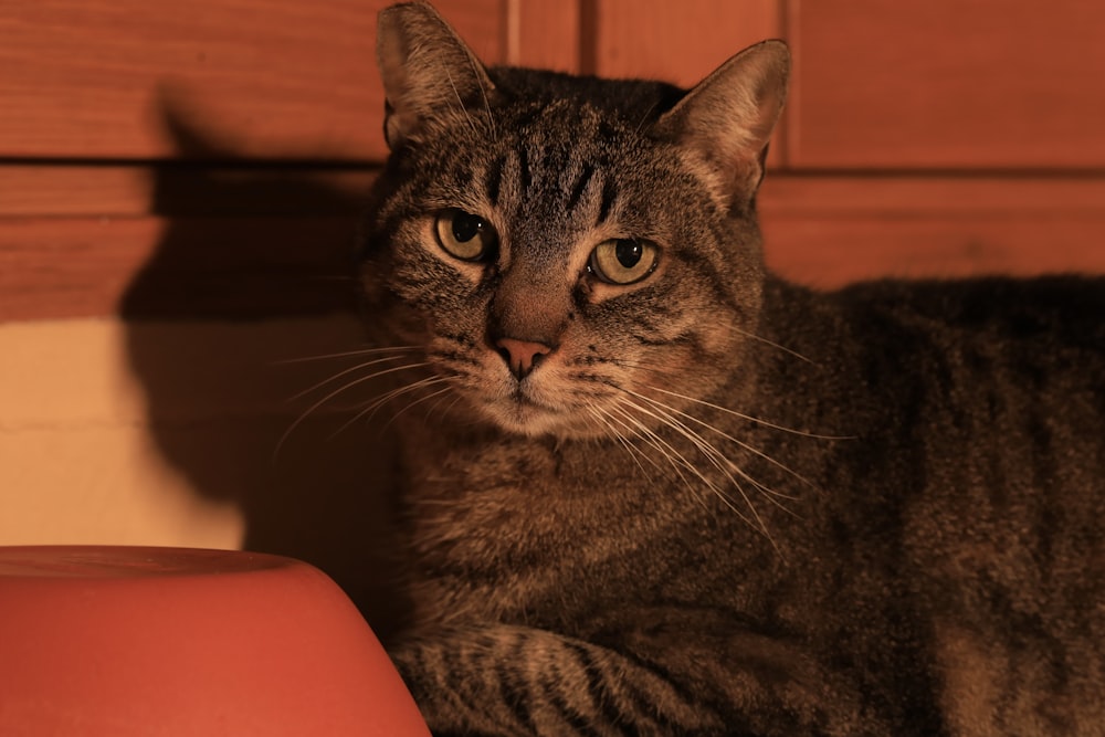 a cat laying on top of a wooden table