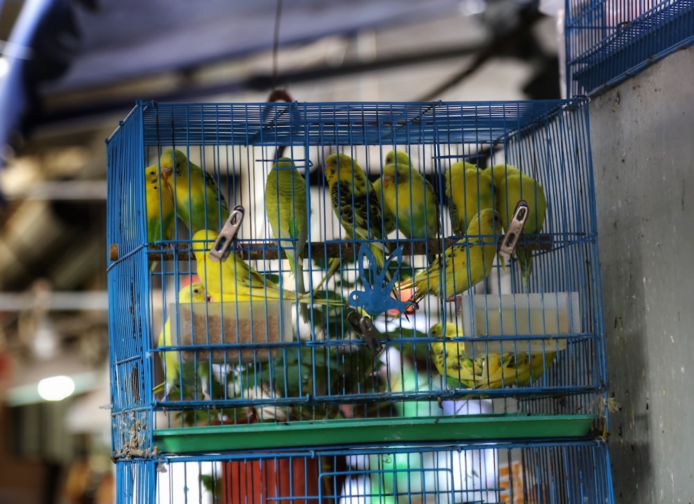 a cage filled with green and yellow parakeets