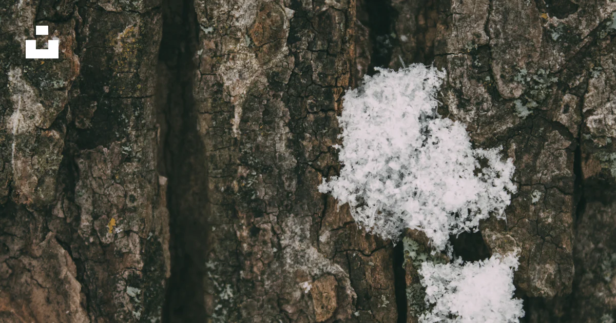 A close up of a tree with snow on it photo – Free Flint Image on Unsplash