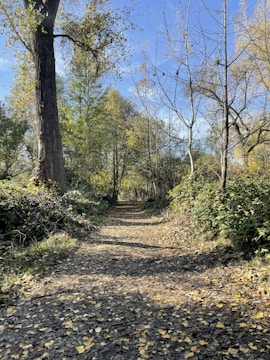 A serene forest path bathed in autumn light, symbolizing seasonal transformation.