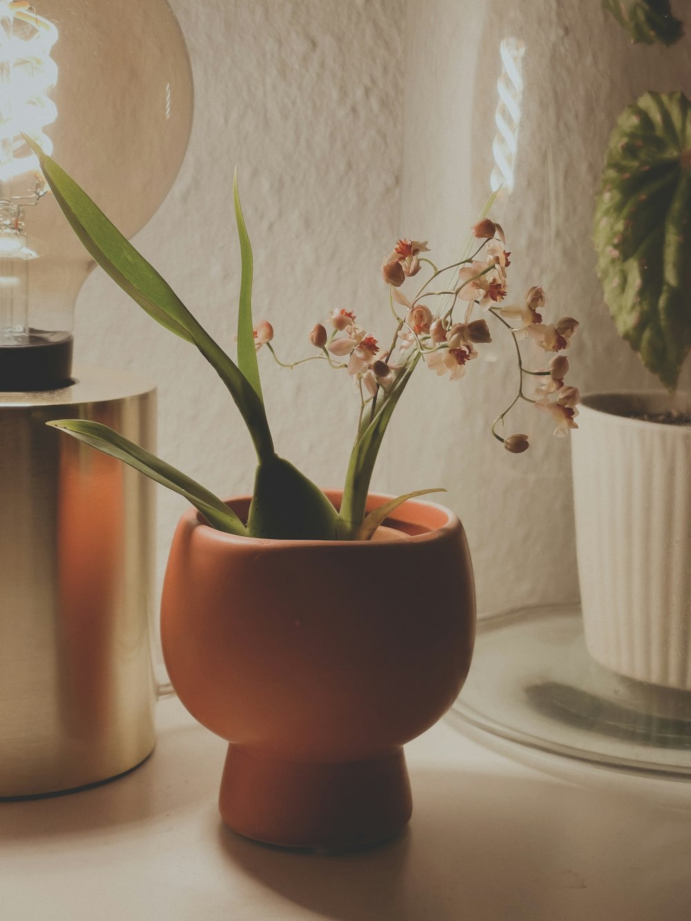 a potted plant sitting on top of a table