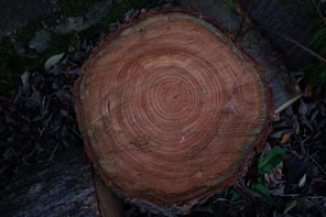a close up of a tree stump in the woods