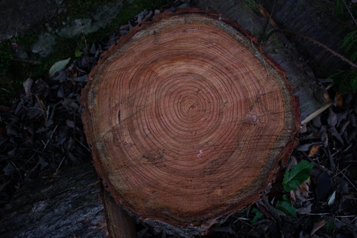 a close up of a tree stump in the woods