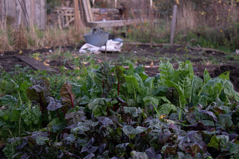 a garden filled with lots of green plants