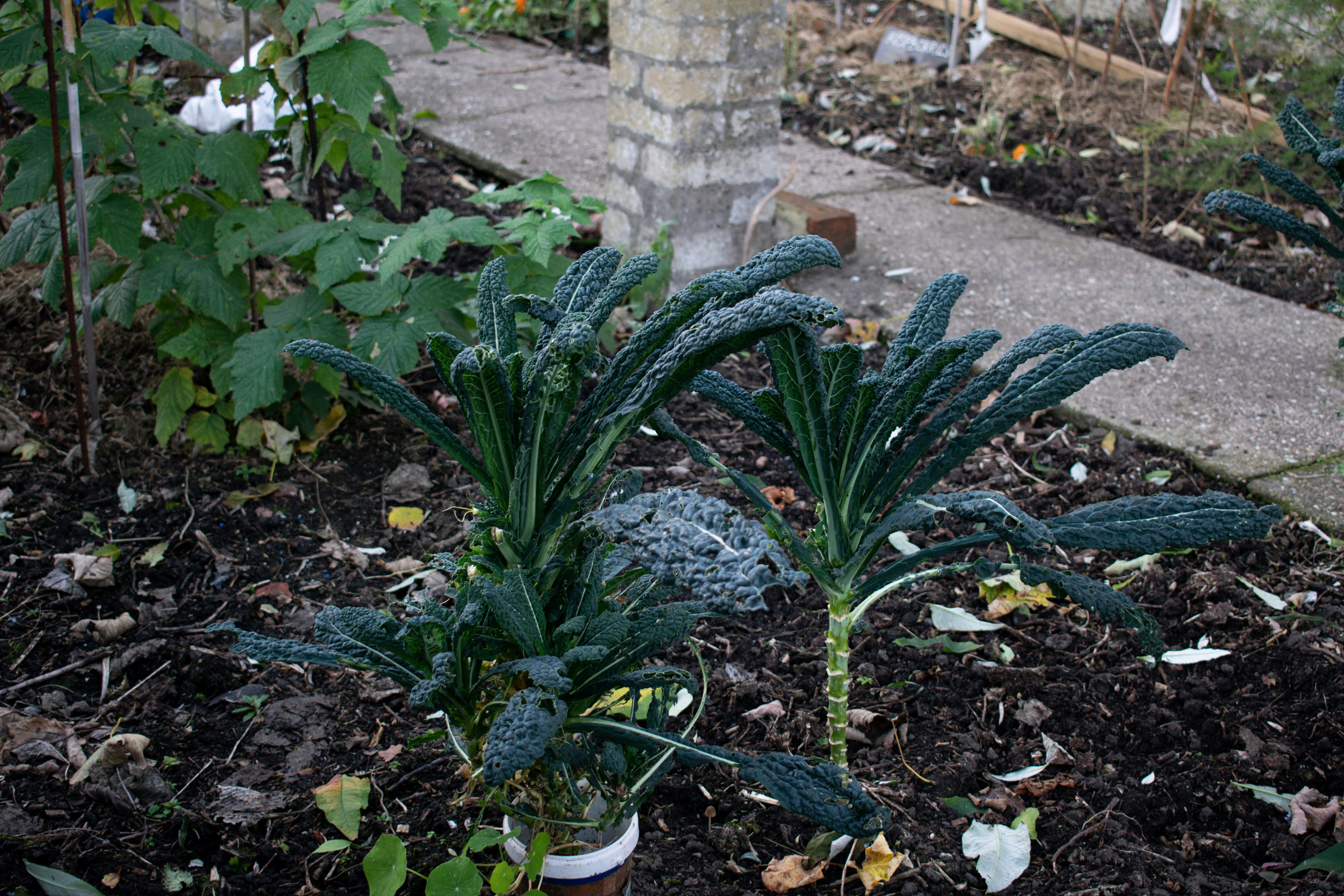 a couple of plants that are in the dirt