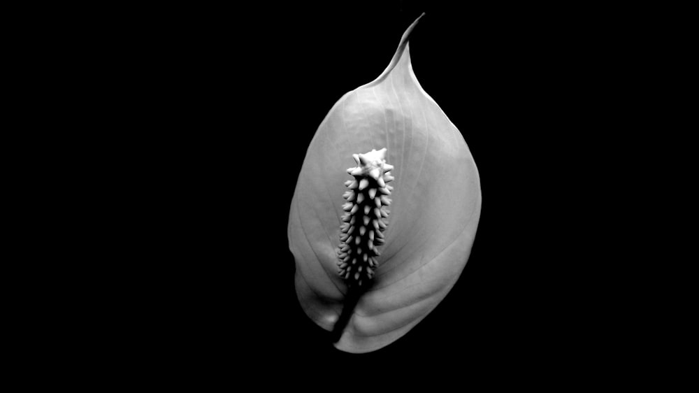 a black and white photo of a flower