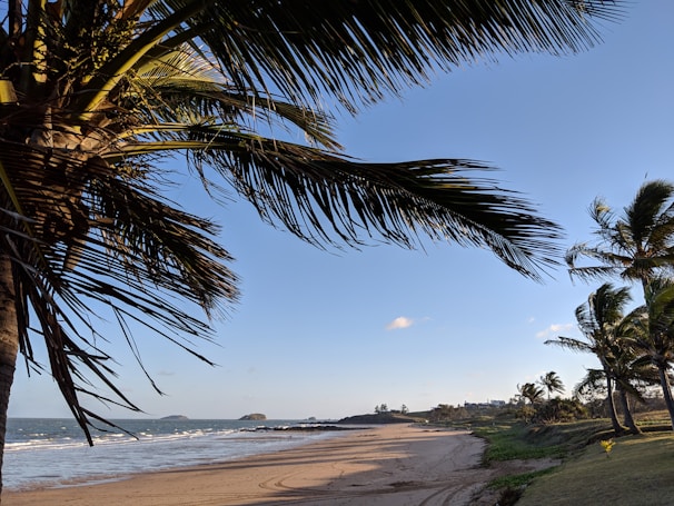 A scenic beach in Tumbes with clear blue water and palm trees under a sunny sky.