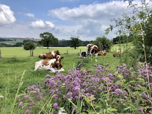 A vibrant farm scene showing livestock grazing near lush crops under a bright sky.