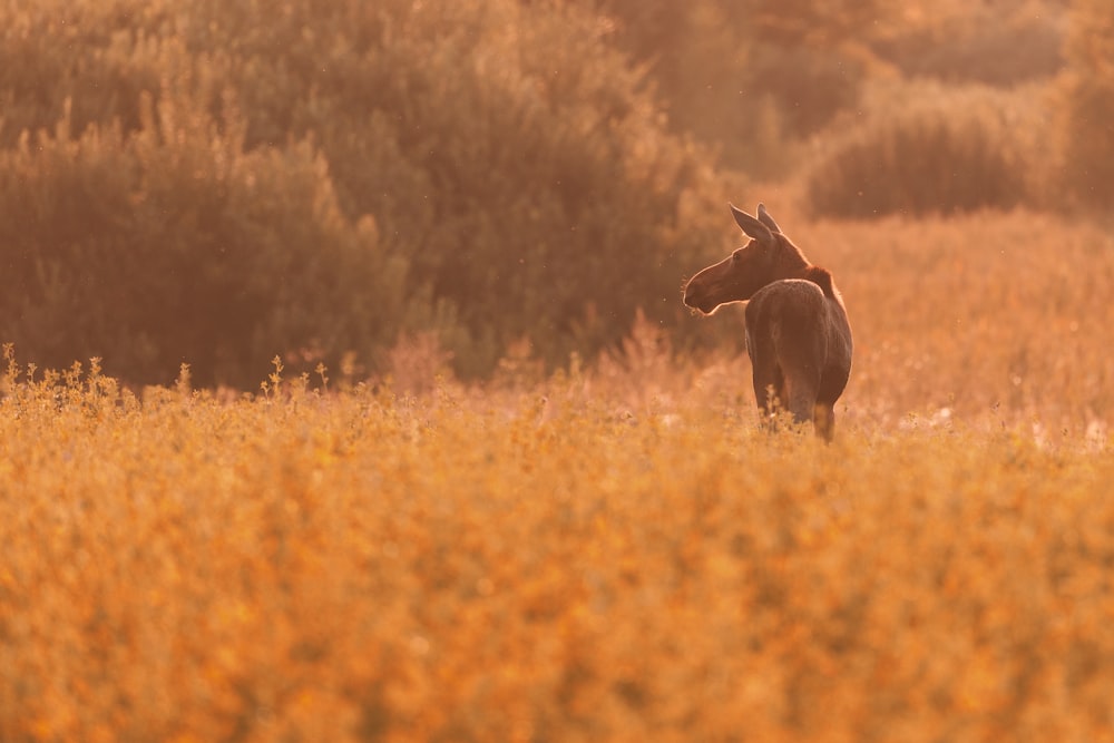 um cavalo em pé em um campo de grama alta