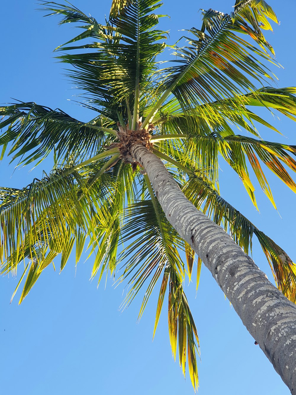 a palm tree with a blue sky in the background